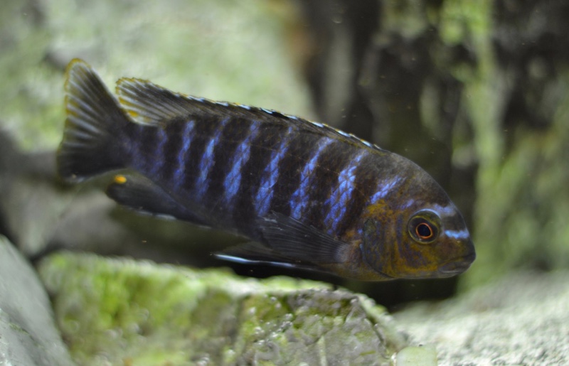 Tropheops sp. 'membe' Likoma Island